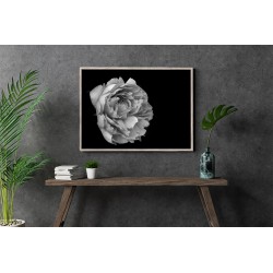 Pivoine éternelle