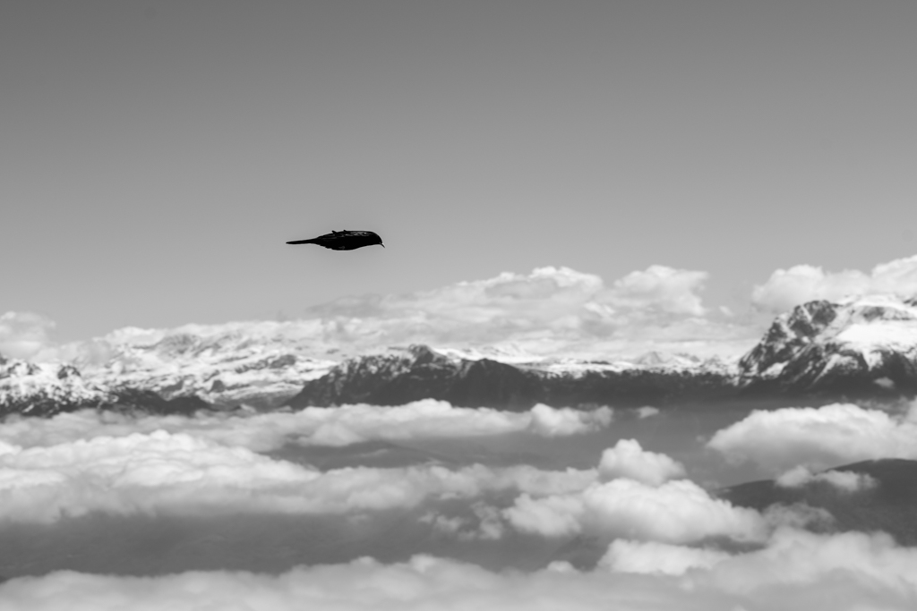 Chocard en plein vol au col vert dans le Vercors