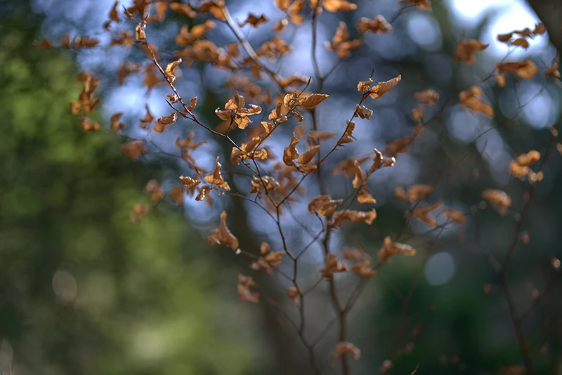 bokeh de feuille dans le massif de Belledonne