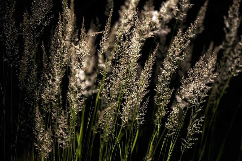 plumeau avec une lumière douce dans le vercors